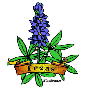 Texas Bluebonnet